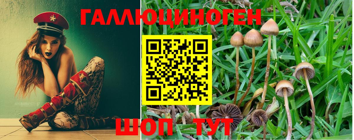 Псилоцибиновые грибы Cubensis Гусь-Хрустальный
